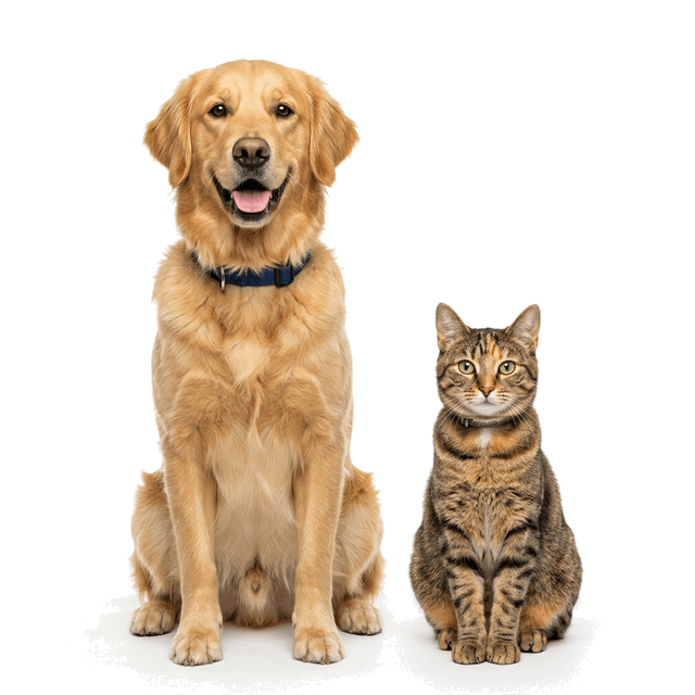 Perro y gato felices